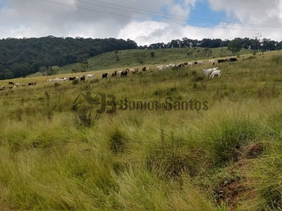 fazenda-venda-barbacena-mg-419657