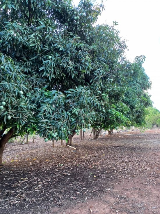 fazenda-venda-curvelo-mg-413899